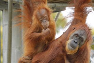 PerthZoo