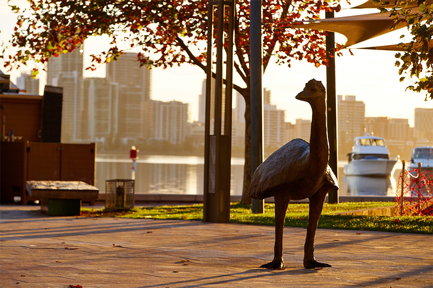 Promenading Emus