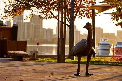 Promenading Emus