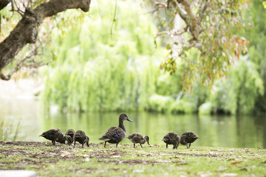 Ducks in Neil McDougall Park