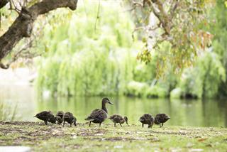 Ducks in Neil McDougall Park