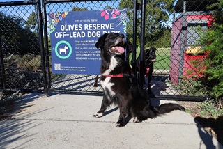 Black dog in front of dog park fence
