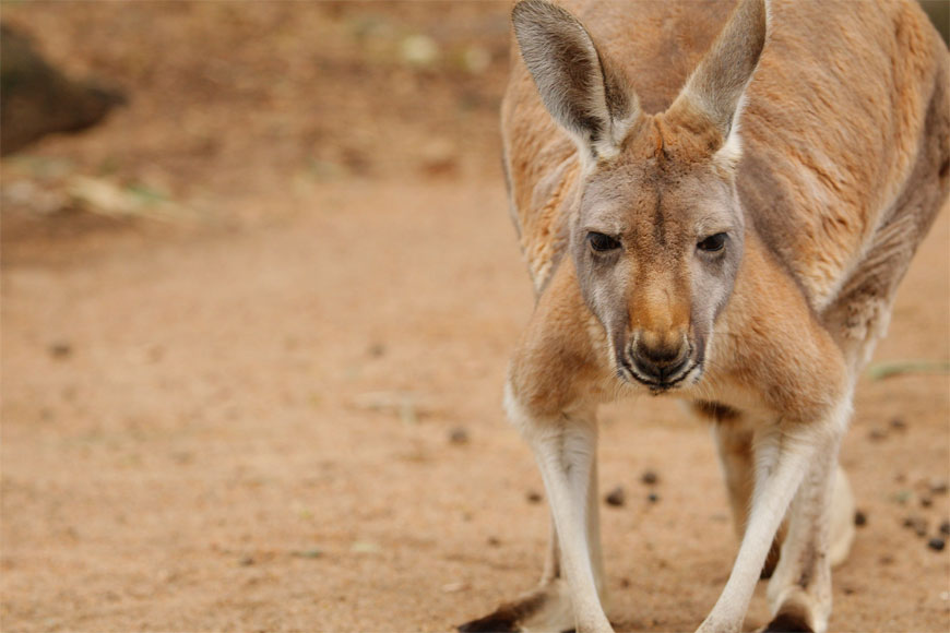 Red-Kangaroo