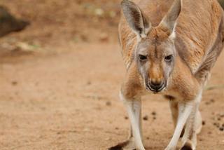 Red-Kangaroo