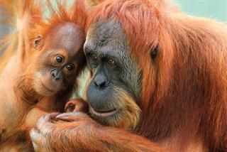 Sumatran-Orangutan