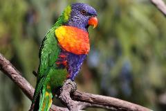 AussieBackyardBirdCount-nestboxbuildingworkshop