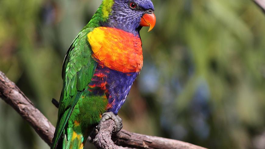 AussieBackyardBirdCount-nestboxbuildingworkshop