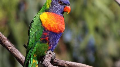 AussieBackyardBirdCount-nestboxbuildingworkshop