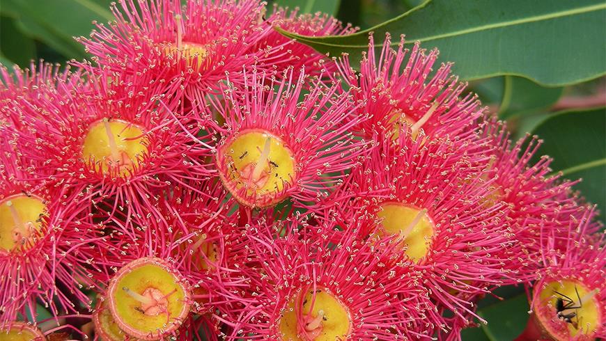 Biodiversity Workshop Bringing Back The Bush