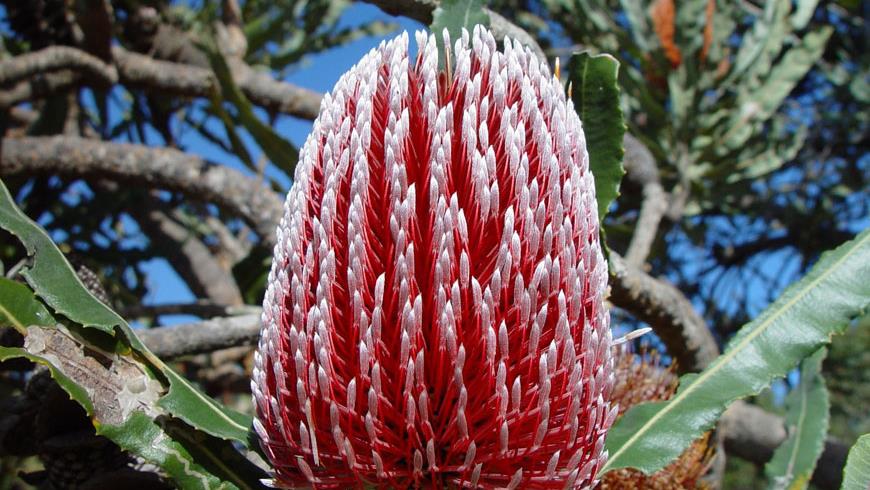 Banksia