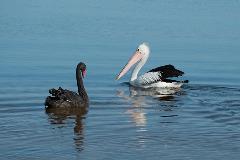 BirdWatchingWalk