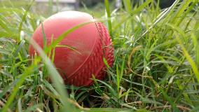 cricket-2533791_1920