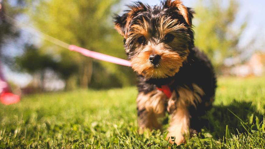 Million-Paws-Walk