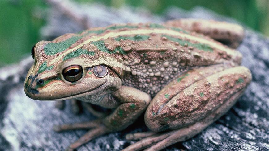 fascinatingfrogs