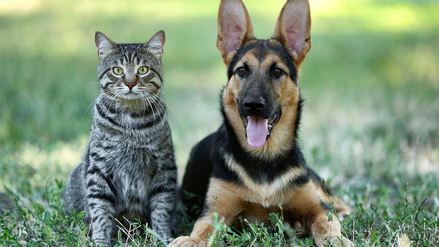 Pet-microchipping