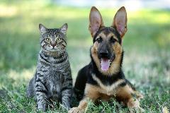 Microchipping3