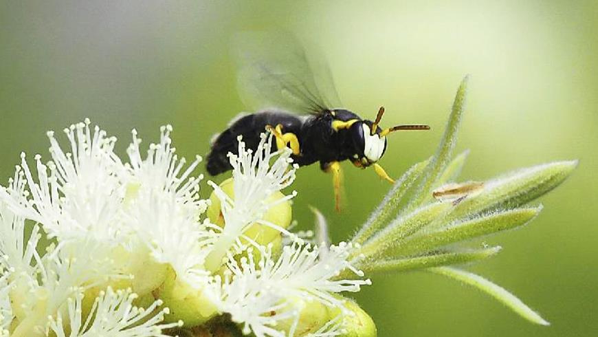 Native_bee
