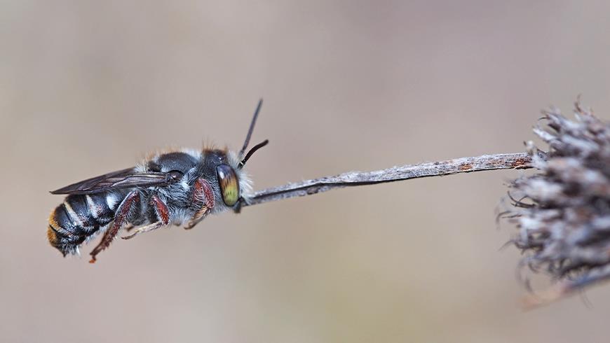 Native_bee2