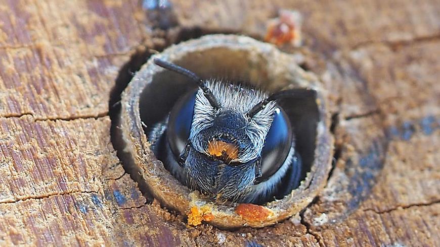 Native_bee3