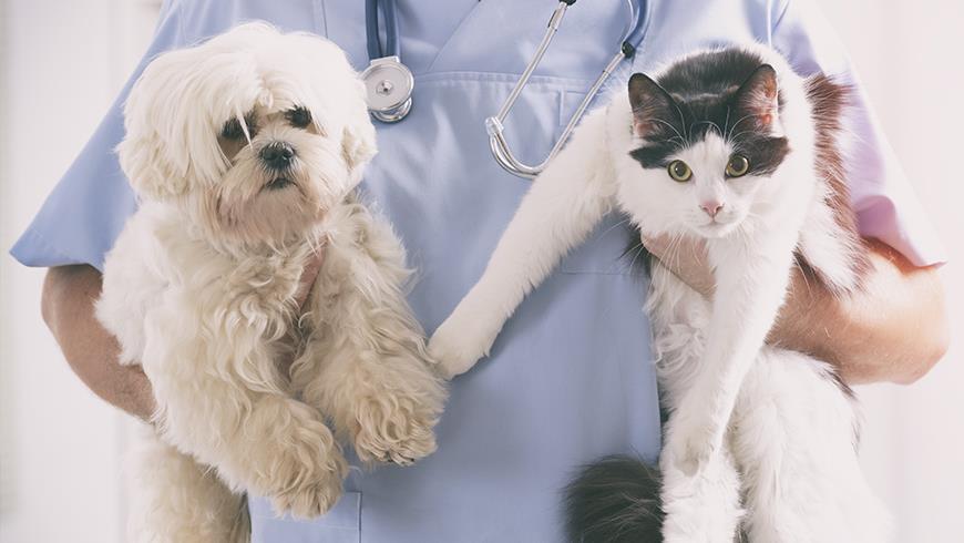 Petmicrochippingvet