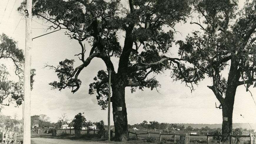 TheHangingTree_870x580
