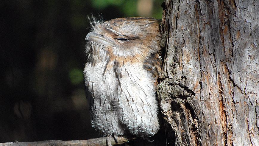 Owl