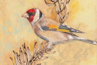 Watercolourbirds