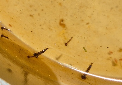 Mosquito larvae