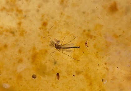 Chironomid Midge
