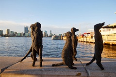 MeerkatsculpturesontheMendsStreetforeshore