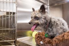 AnimalCareFacility-21