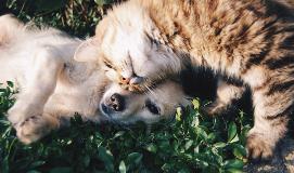 AnimalsandPets