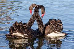Blackswan
