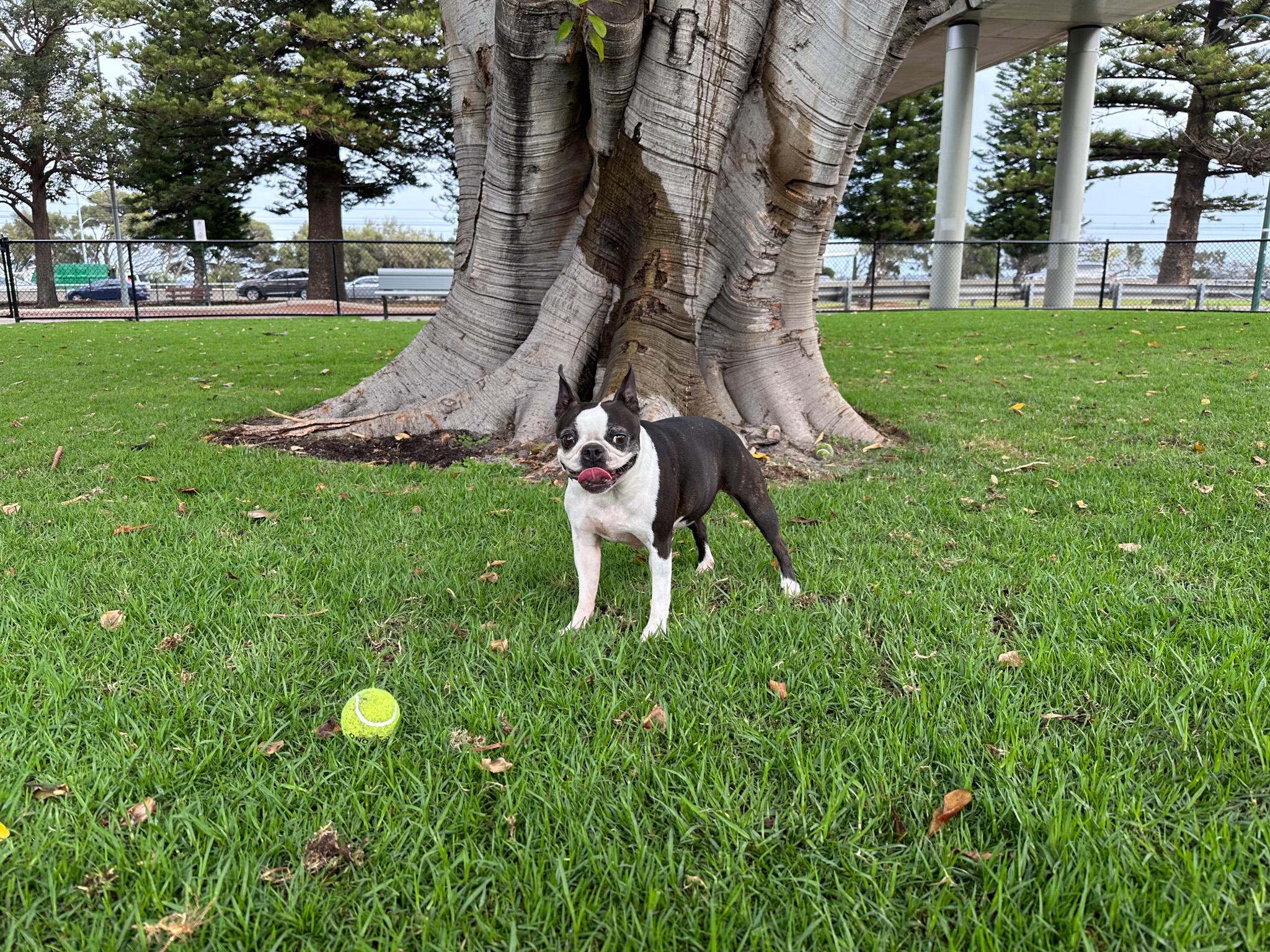 Comer Reserve dog with ball