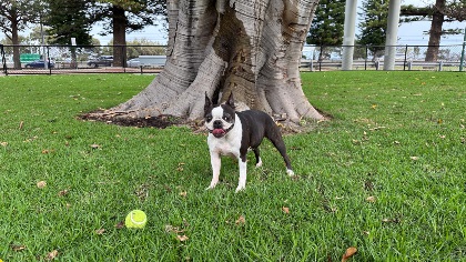 Comer Reserve dog with ball