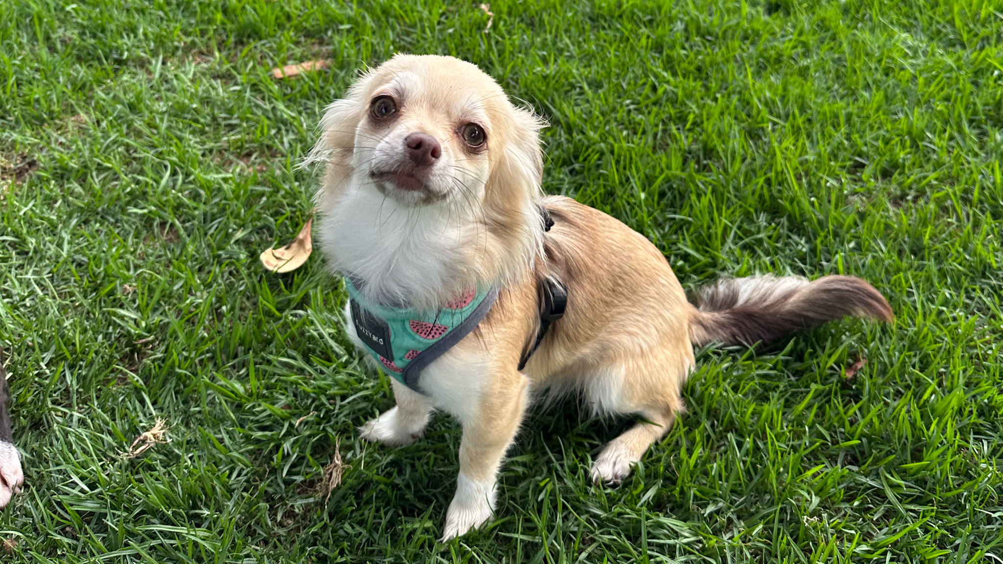 Dog on grass with harness