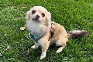 Dog on grass with harness