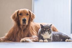 dogandcat