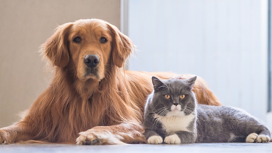 dogandcat
