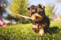 Dogs2