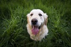 Dogs3