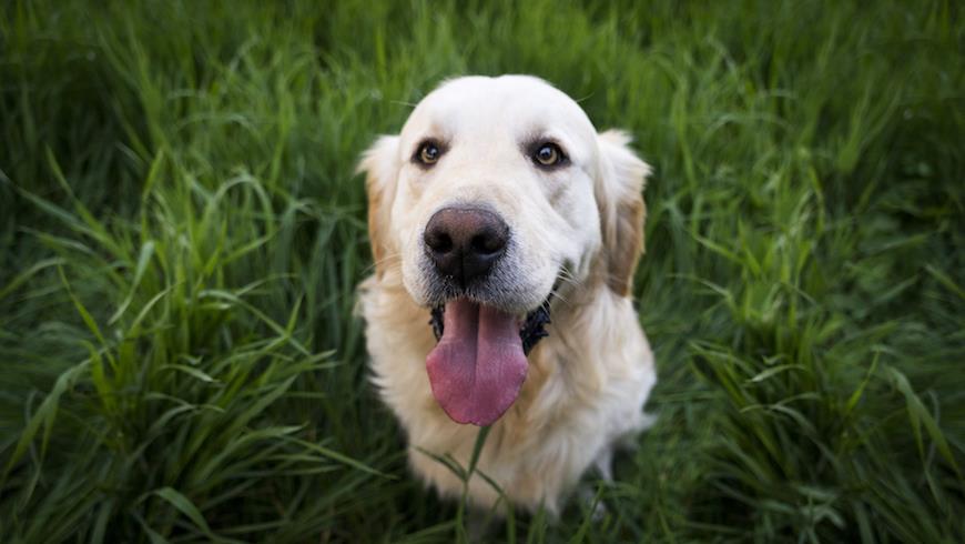 Dogs3