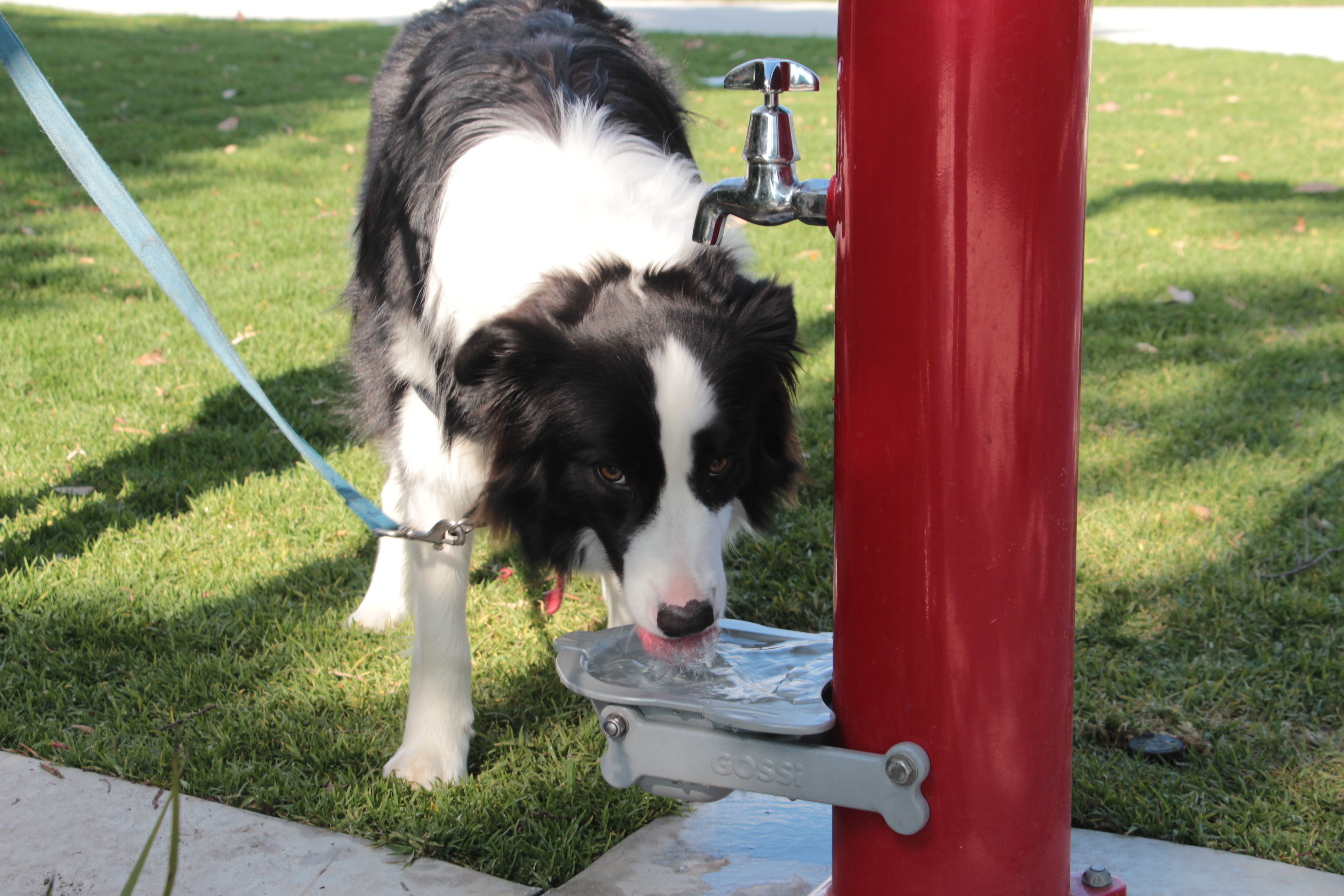 Border Collie on lead drinking water