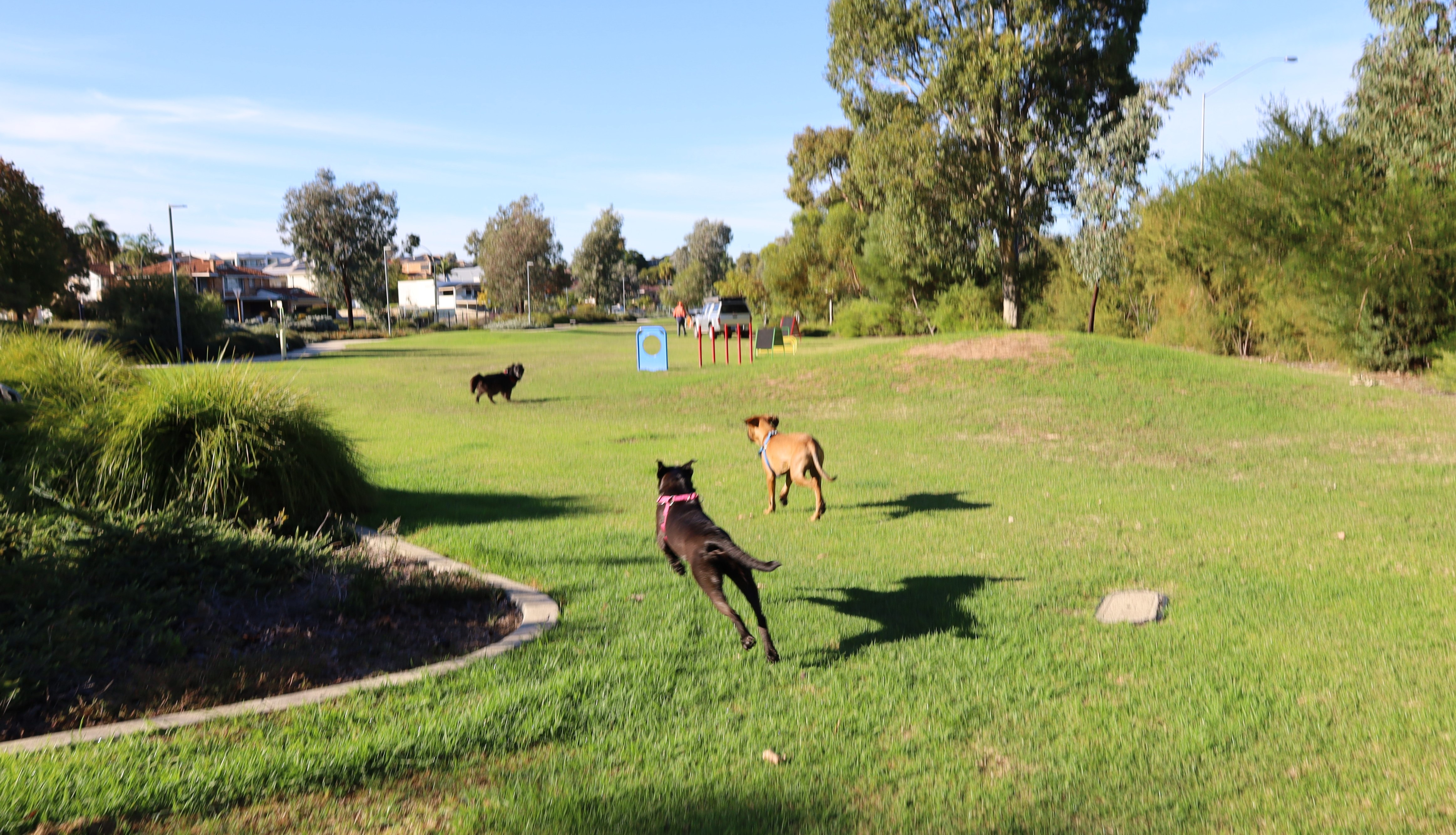 Olives Reserve dog park