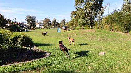 Olives Reserve dog park