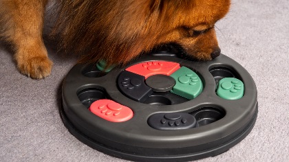 Dog food puzzle