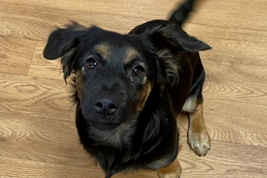 Brown and black jack russell cross