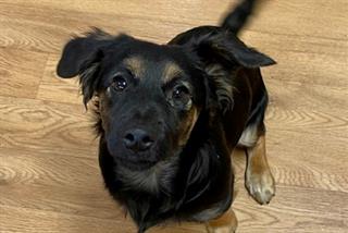 Brown and black jack russell cross