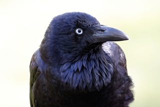 AustralianRaven