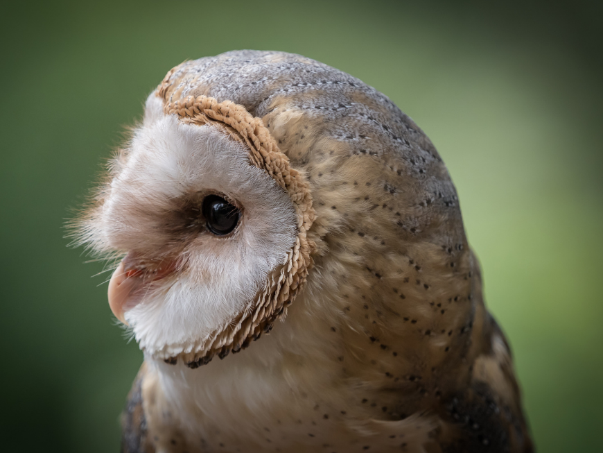 Side profile of Barn Owl
